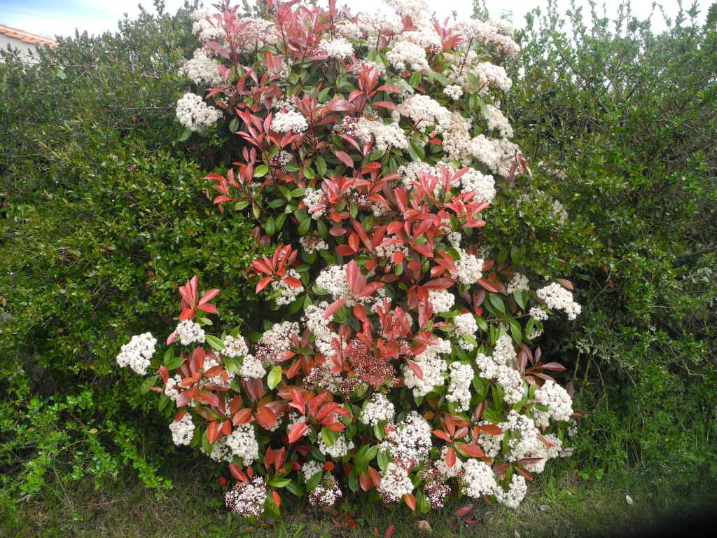 Photinia