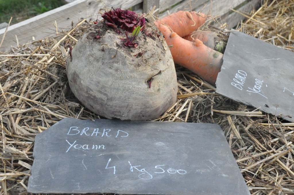 Betterave rouge géante au potager exraordinaire