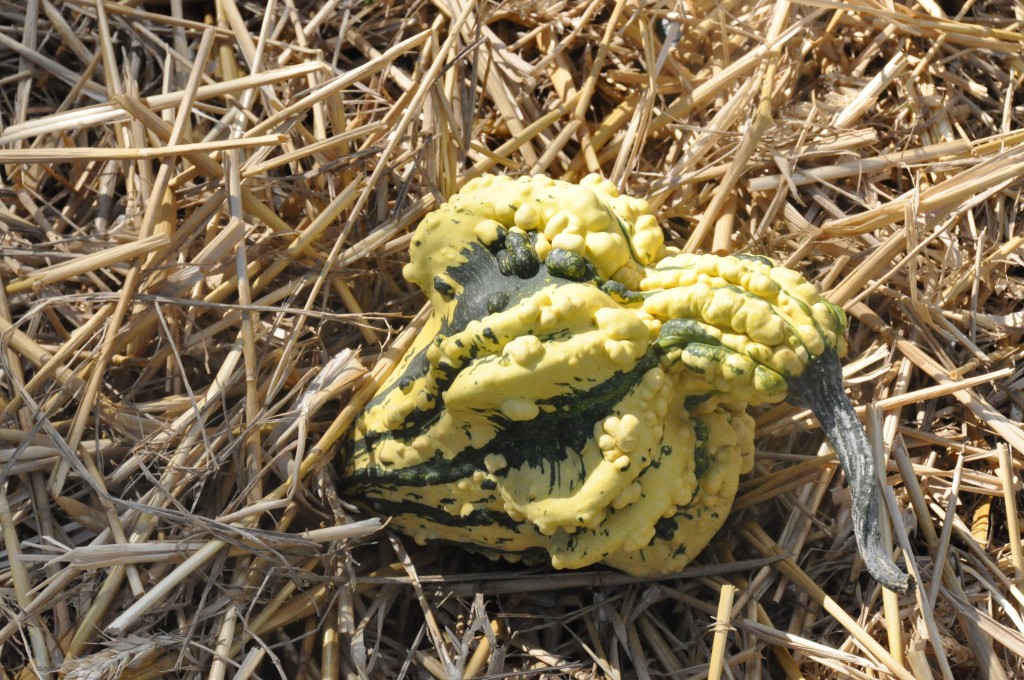 courge-originale