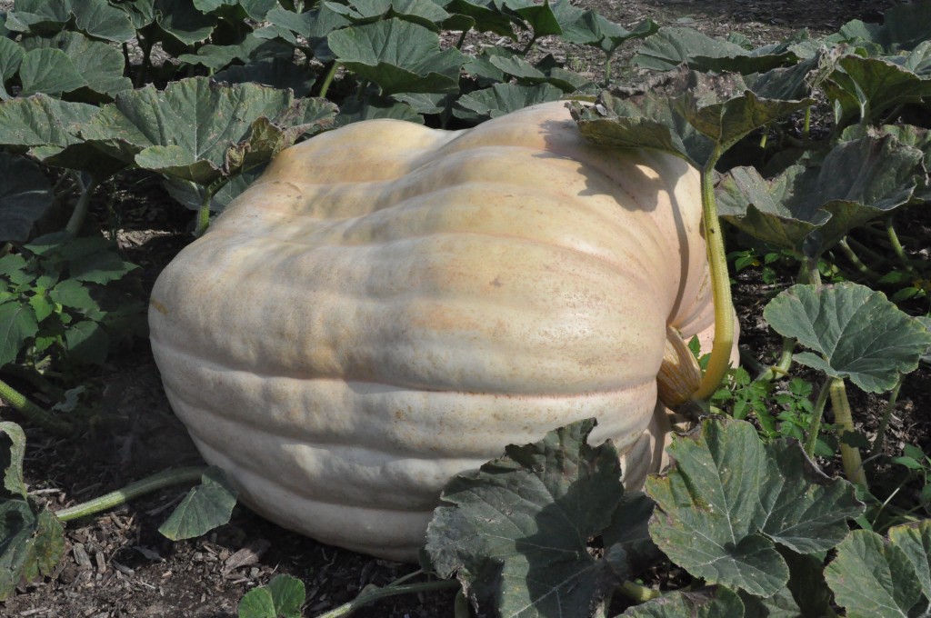 Courge en végétation