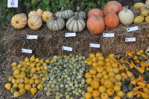 courges-exposition-1