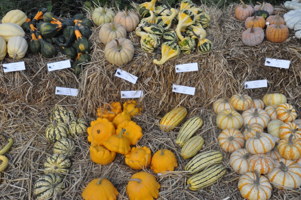 courges-exposition-3