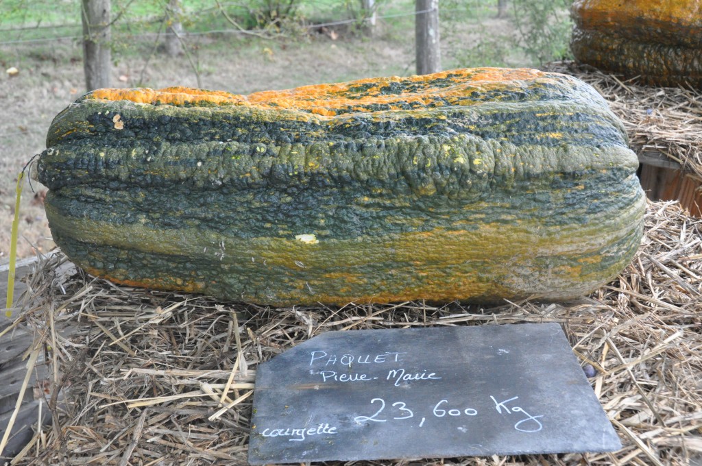 Courgette géante