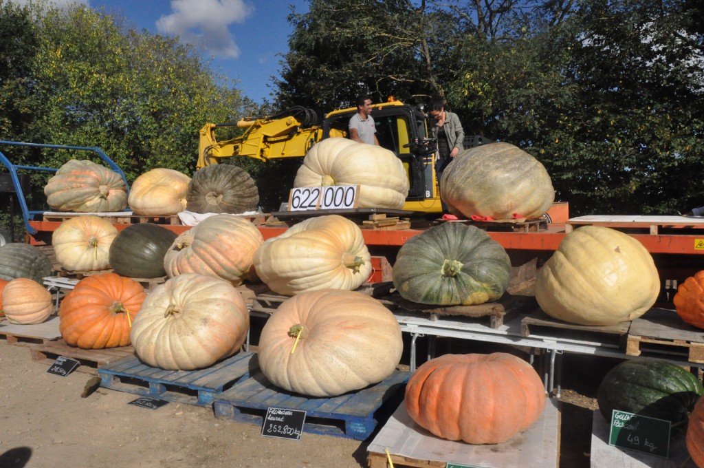 Courge gagnante