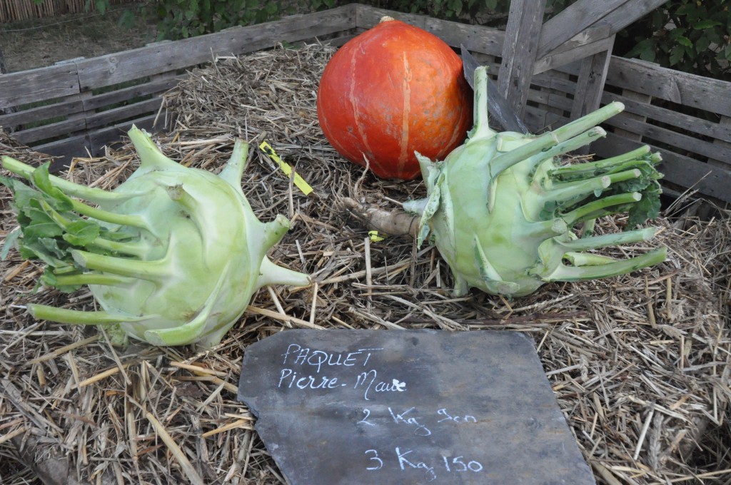 Choux-raves géants du potager extraordinaiire