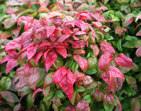 Nandina