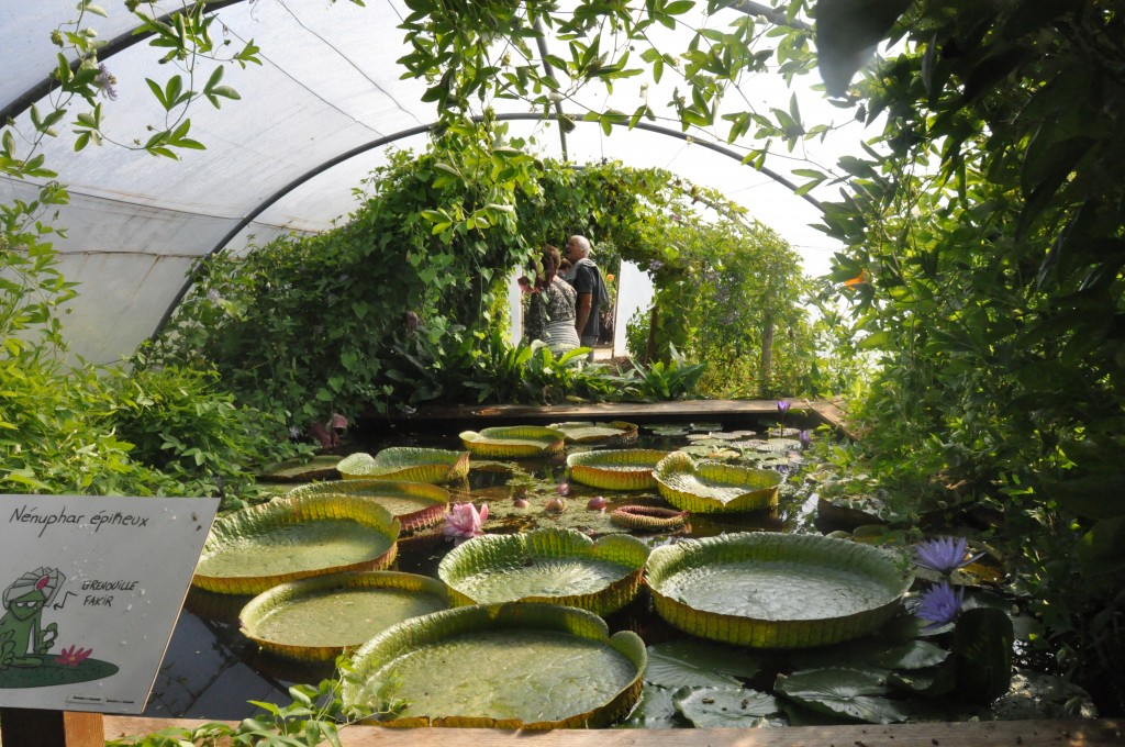 Nénuphars géants au potager extraordinaire