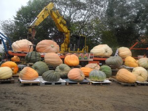 Courges