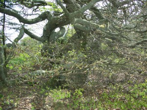 Arbre tourmenté