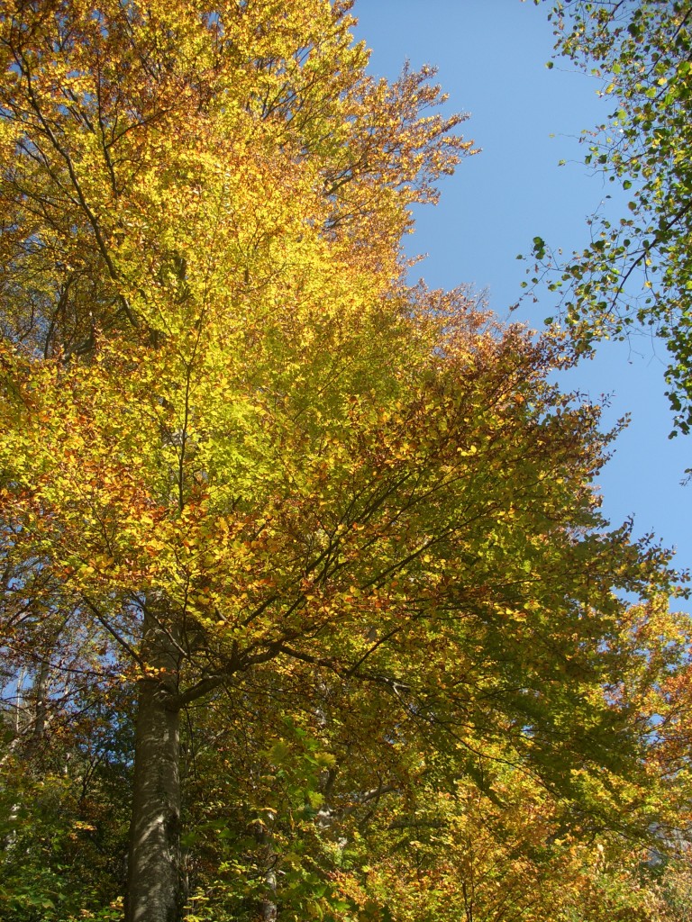 Arbre en automne