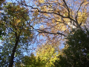 Arbres en automne