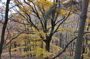 Arbres des forêts