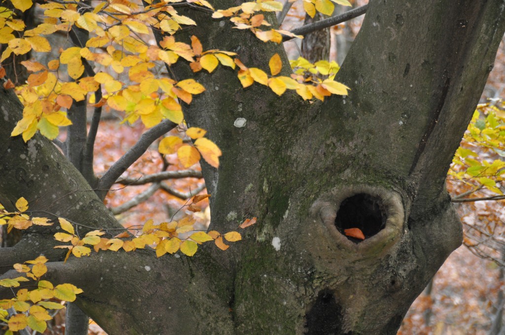 arbre creux