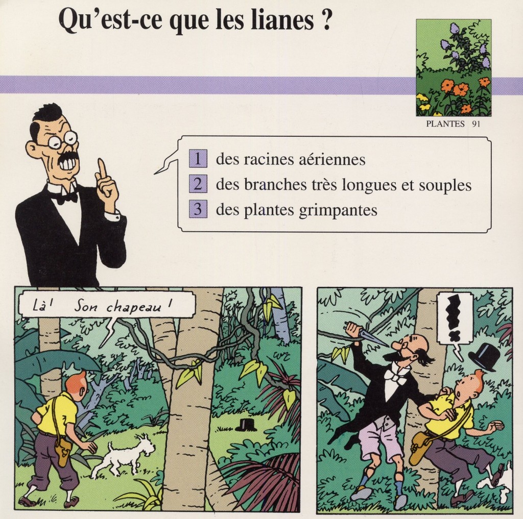 Plantes de la jungle: les lianes