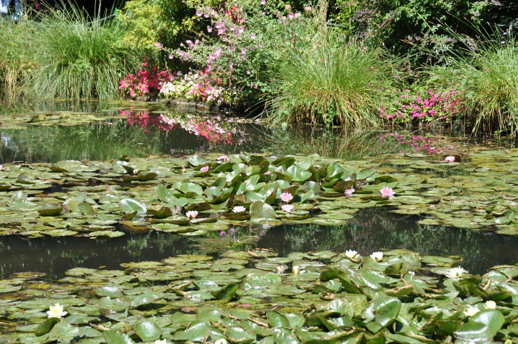 Plantes Nymphéas Giverny