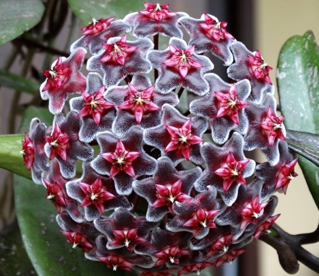 Une plante de véranda: l'Hoya pubicalyx