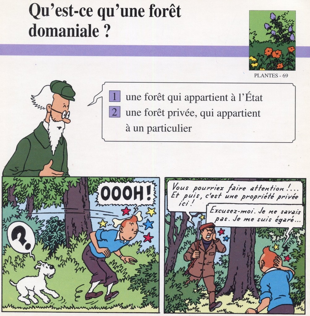 La végétation de la forêt domaniale