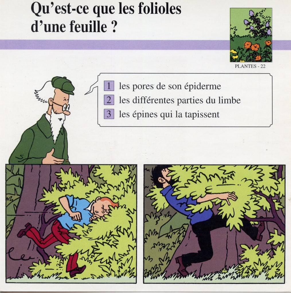 Plantes: folioles