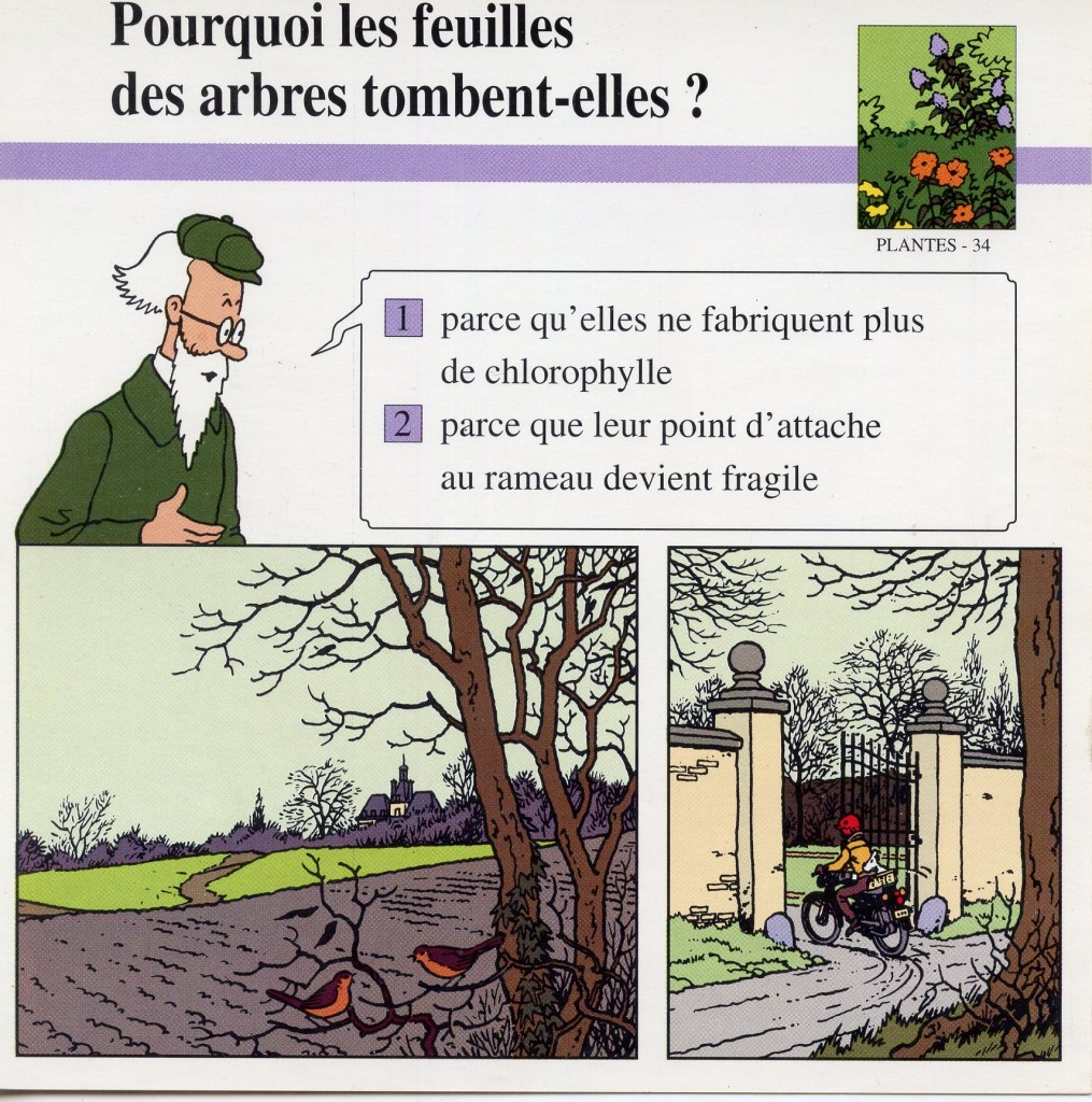 Plantes: la chute des feuilles.