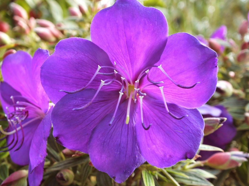 Une plante de véranda: le tibouchina