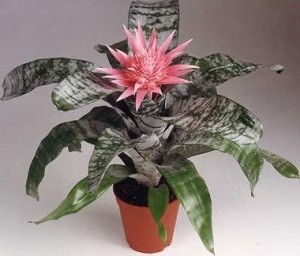 Æchmea fasciata