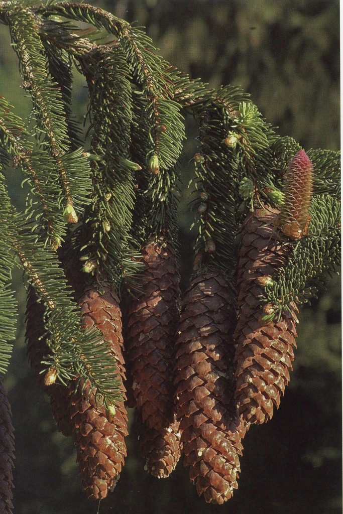 Sapin de Douglas