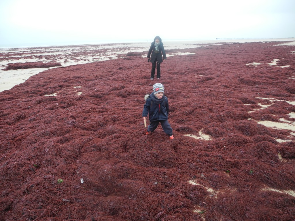 Algues sur la plage de Saint Jean-de-Monts