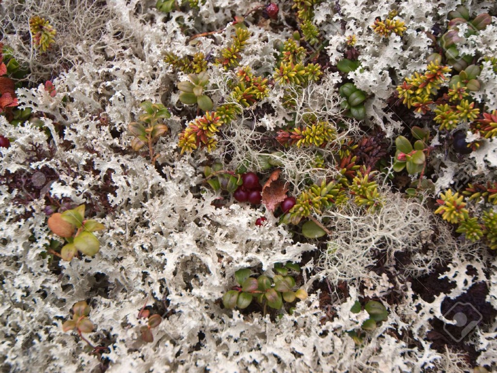 Lichens dans la toundra