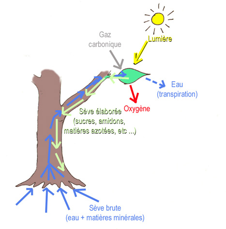 Sève