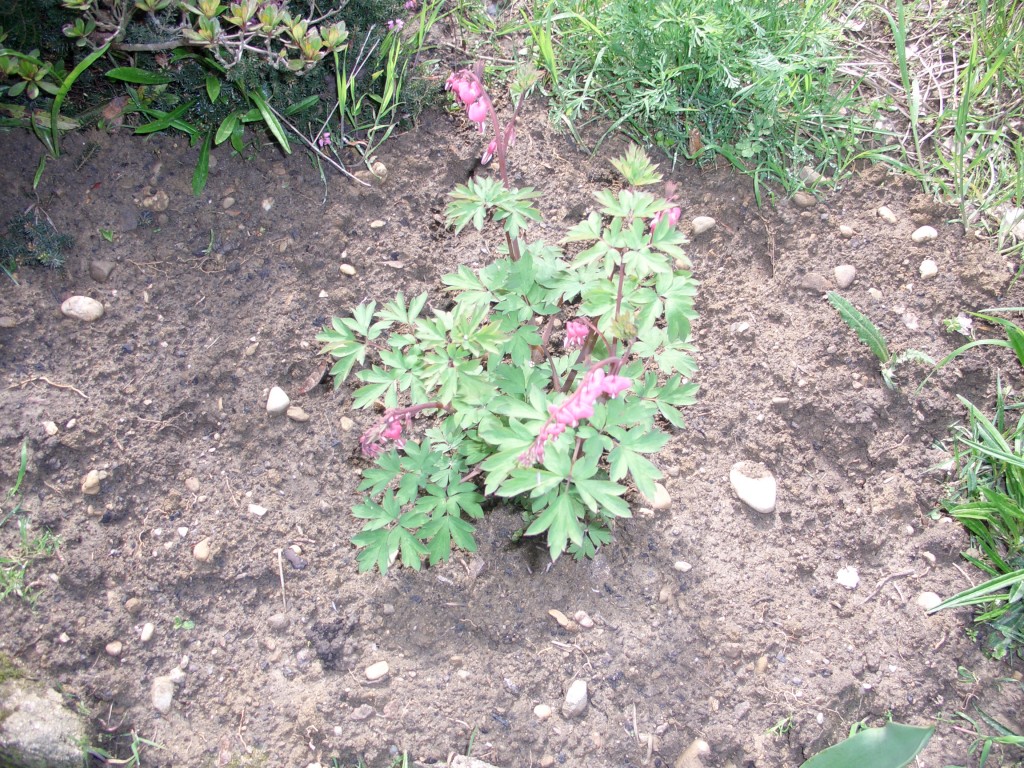 Coeur de Marie