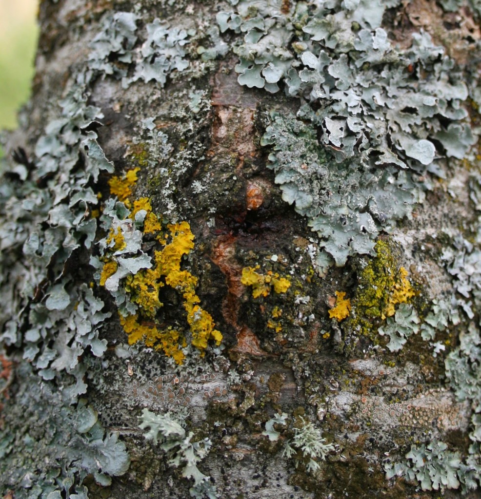 Lichens sur un arbre