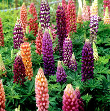 Lupins