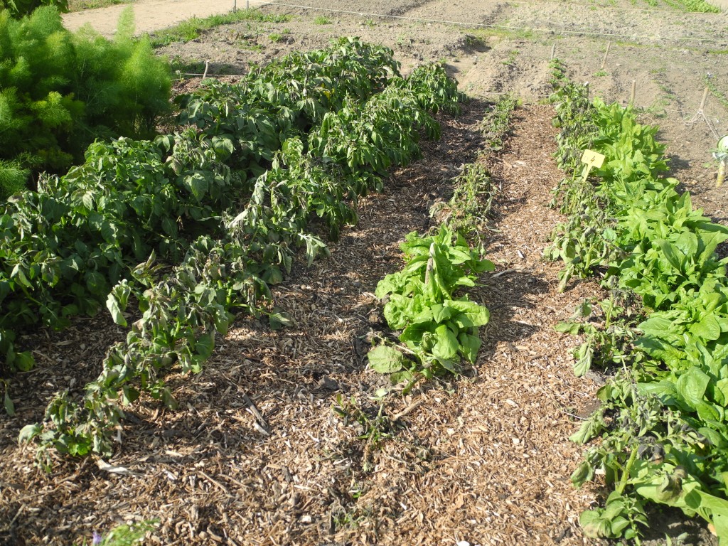 Pommes de terre gelées