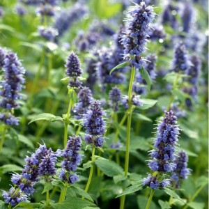 Agastache anisée