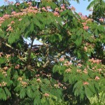 Albizia