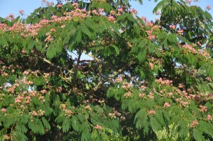 Albizia