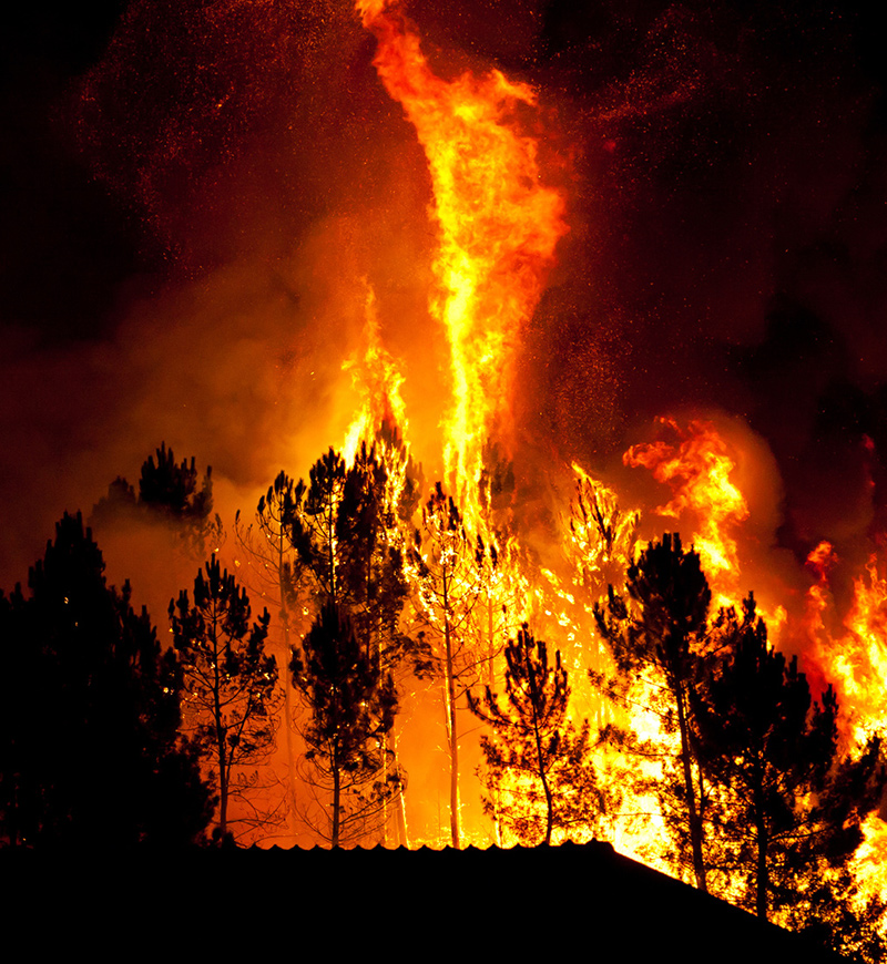 Feu de forêt