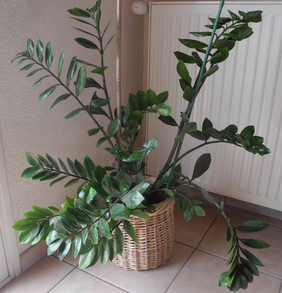 Zamioculcas