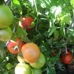 Tomates