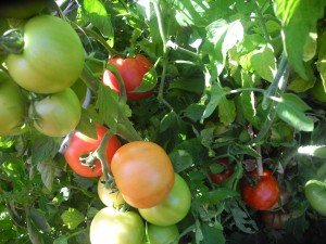 Tomates