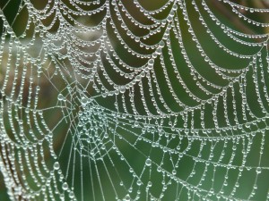 Araignée goutte d'eau sur toile