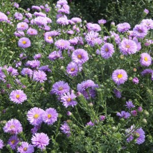 Asters