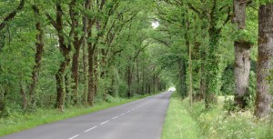 Chênes du bocage