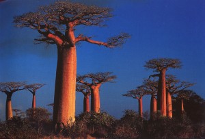 Baobabs