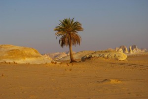 Palmier du désert