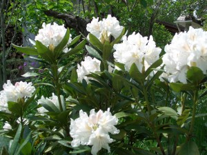 Rhododendron