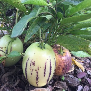 Poire-melon