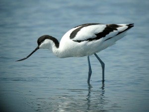 Avocette élégante