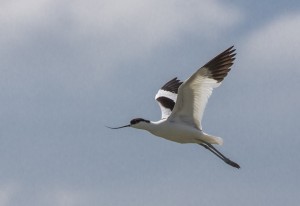 Avocette en vol