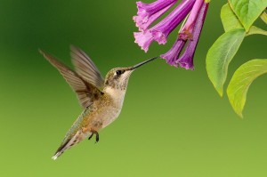 colibri